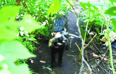 冬天北京野生动物园猛兽体验区,北京野生动物救助繁育中心