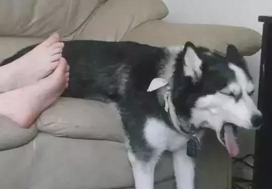 傻汪一言不合就啃脚没病可好，啃出病该怎么办？