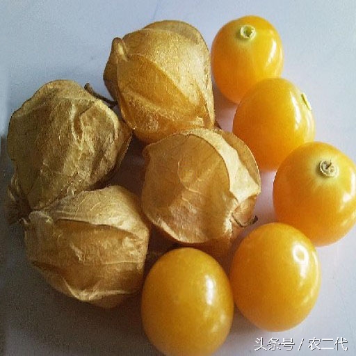 农村路边随便捡的灯笼果能吃吗,广东的小灯笼果