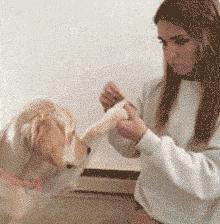 最适合12星座养的小狗狗,十二星座之星座狗