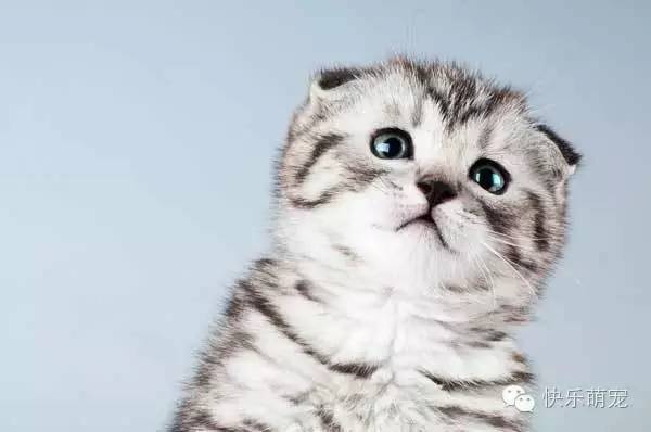 猫咪感染螨虫怎么治,猫咪耳内感染怎么治疗