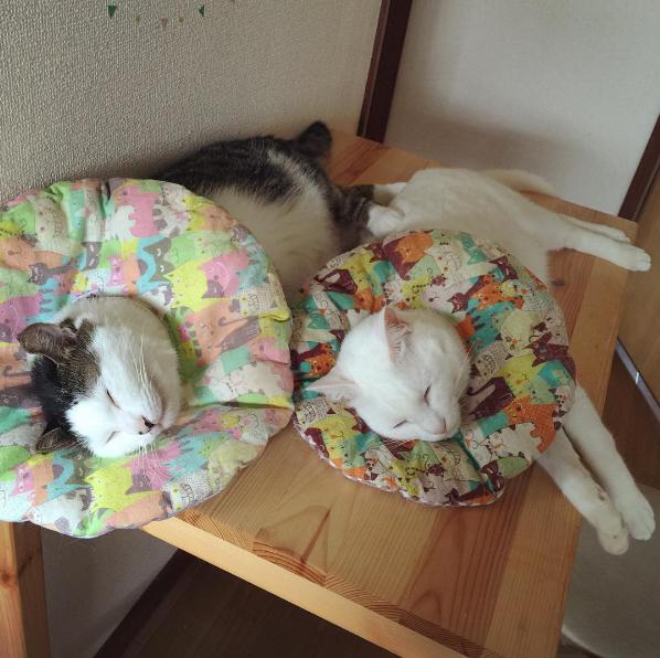 猫咪组合和柴犬组合，你喜欢那一组？