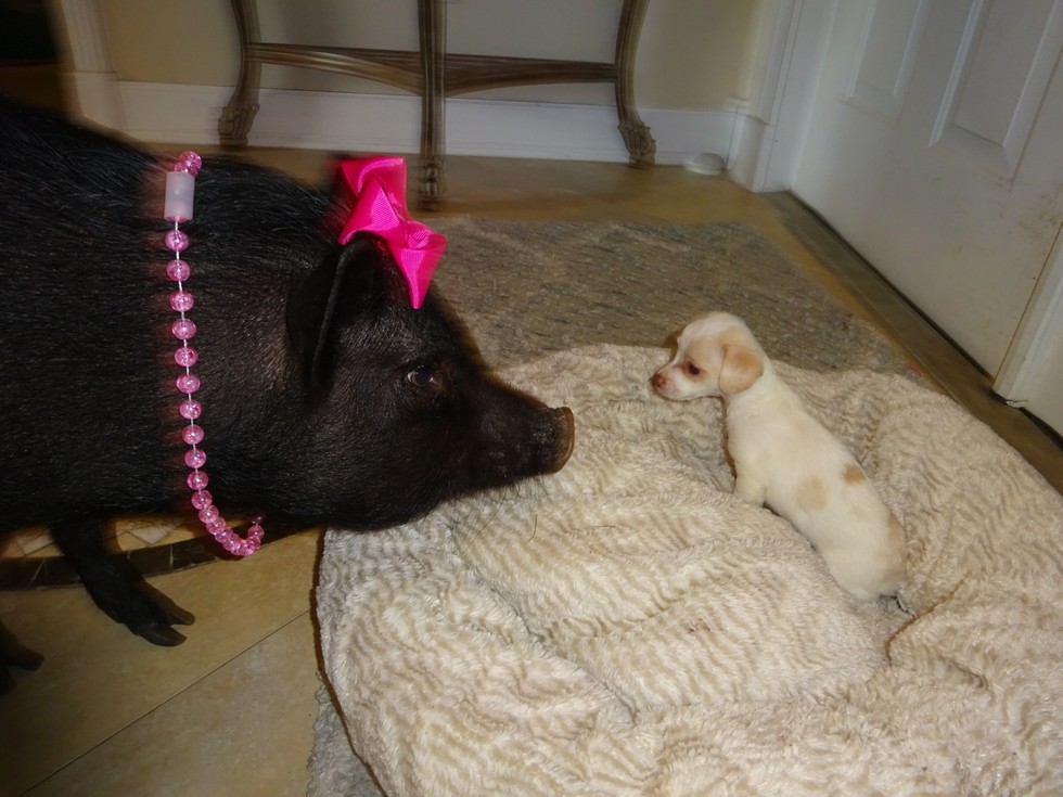 让一头母猪来照顾小奶狗还是挺靠谱的，开始主人觉得猪会攻击狗