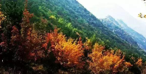 保定周边免费看红叶最佳旅游地点,保定周边一日游看红叶自驾游