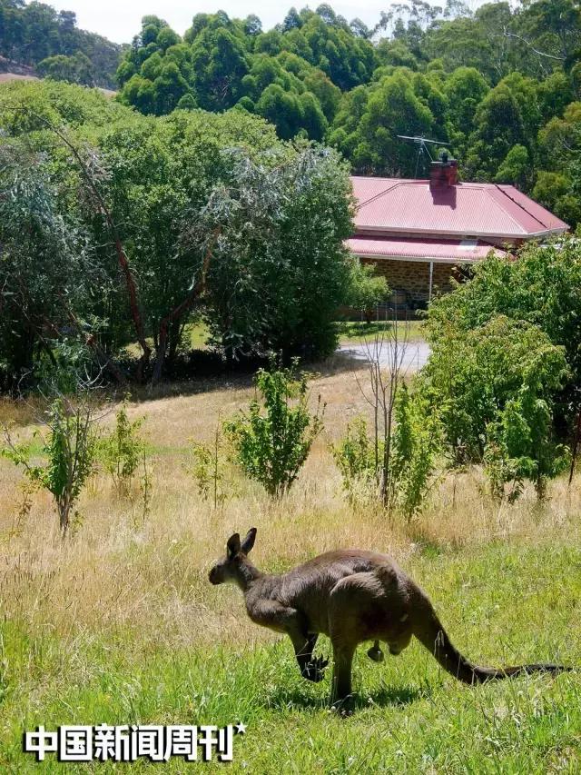外国人买澳洲农场,澳洲农场价格表