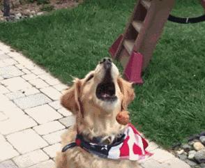 没想到你是这样的羊驼原版,没想到你是这样的狗gif