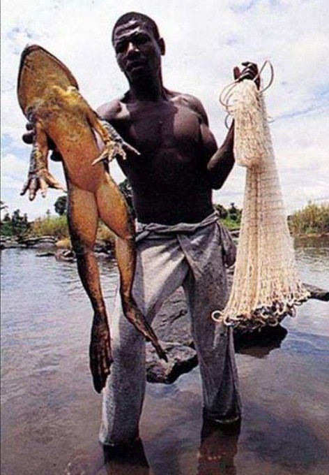 熊猫蚂蚁动物视频,大熊猫少见多怪