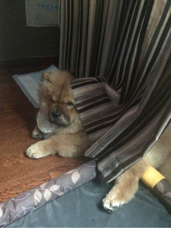 喝个酸奶都能踩空摔倒的笨狗，吃的比我都好！