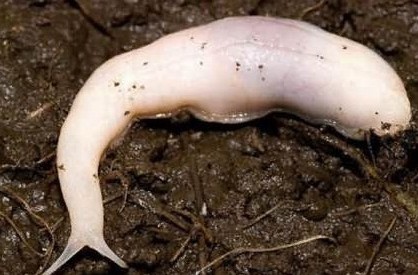 900米长的太空蛞蝓,比太空蛞蝓大的怪物有哪些