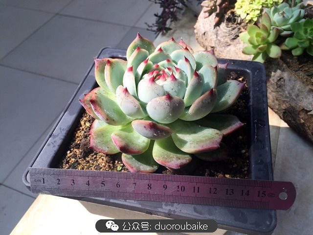 当多肉普货养出颜值，让所谓的韩货欧货都羞涩万分！