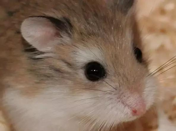 你不知道的仓鼠小秘密,适合学生党的小仓鼠