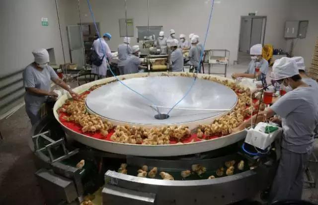 北京正大蛋鸡品种,农京1号蛋鸡