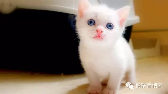 新年愿望的说说,说说你的新年愿望