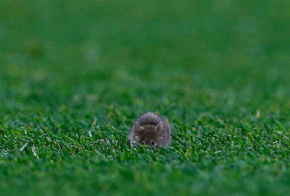 老鼠抢镜红魔1射正岂总赢球?