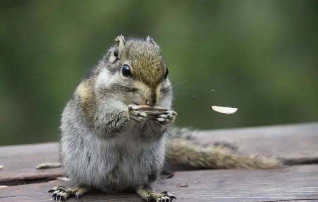 瓜子里面有添加剂可以吃吗,瓜子都有什么添加剂