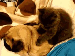 史上最忧郁的狗,最萌巴哥犬哈巴狗