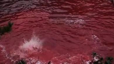 日本拒绝入境经历,日本海豚湾纪录片完整版