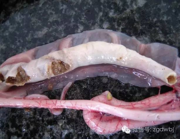 小鹅瘟治疗案例及其过程分析,小鹅瘟暴发的防治方法