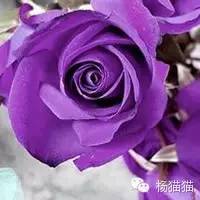 玫瑰花花语11朵代表什么,玫瑰花花语功效
