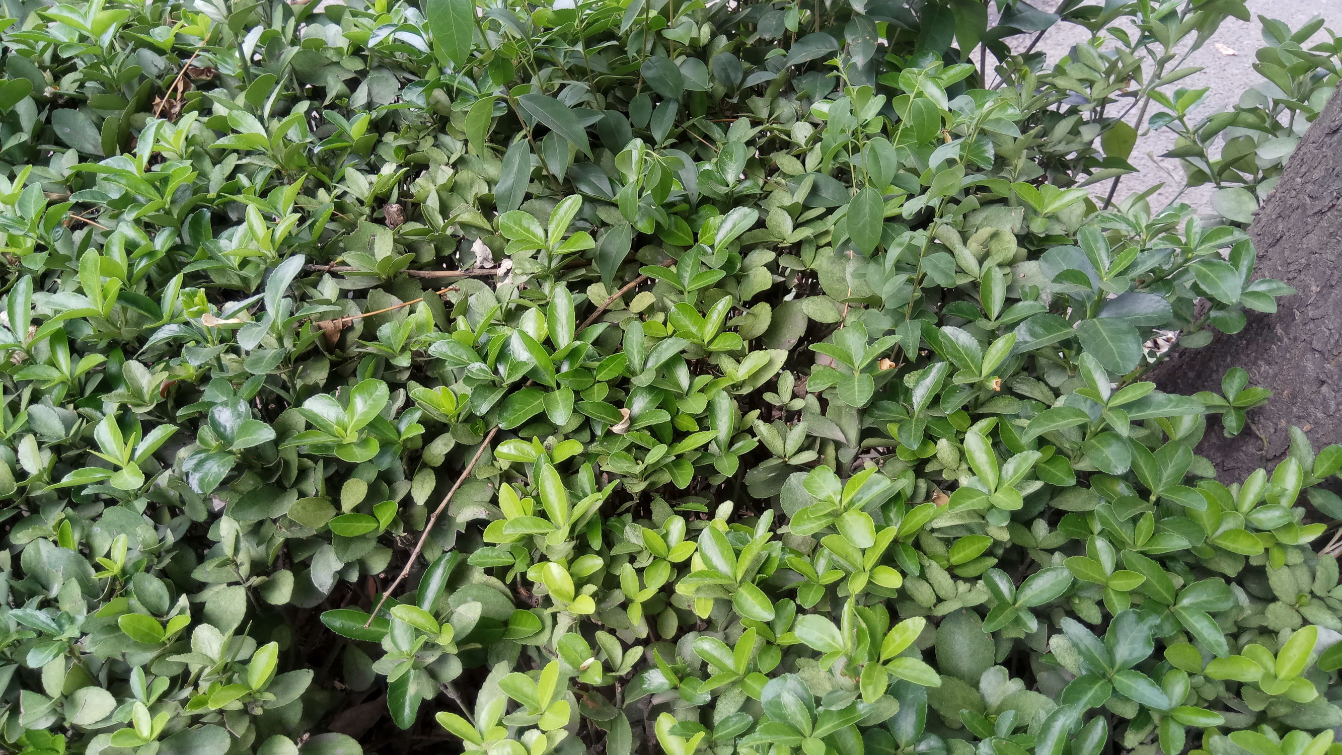 小米pro和红米pro,小米红米pro游戏测评