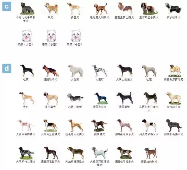 狗狗品种大全视频,狗狗品种大全萨摩耶