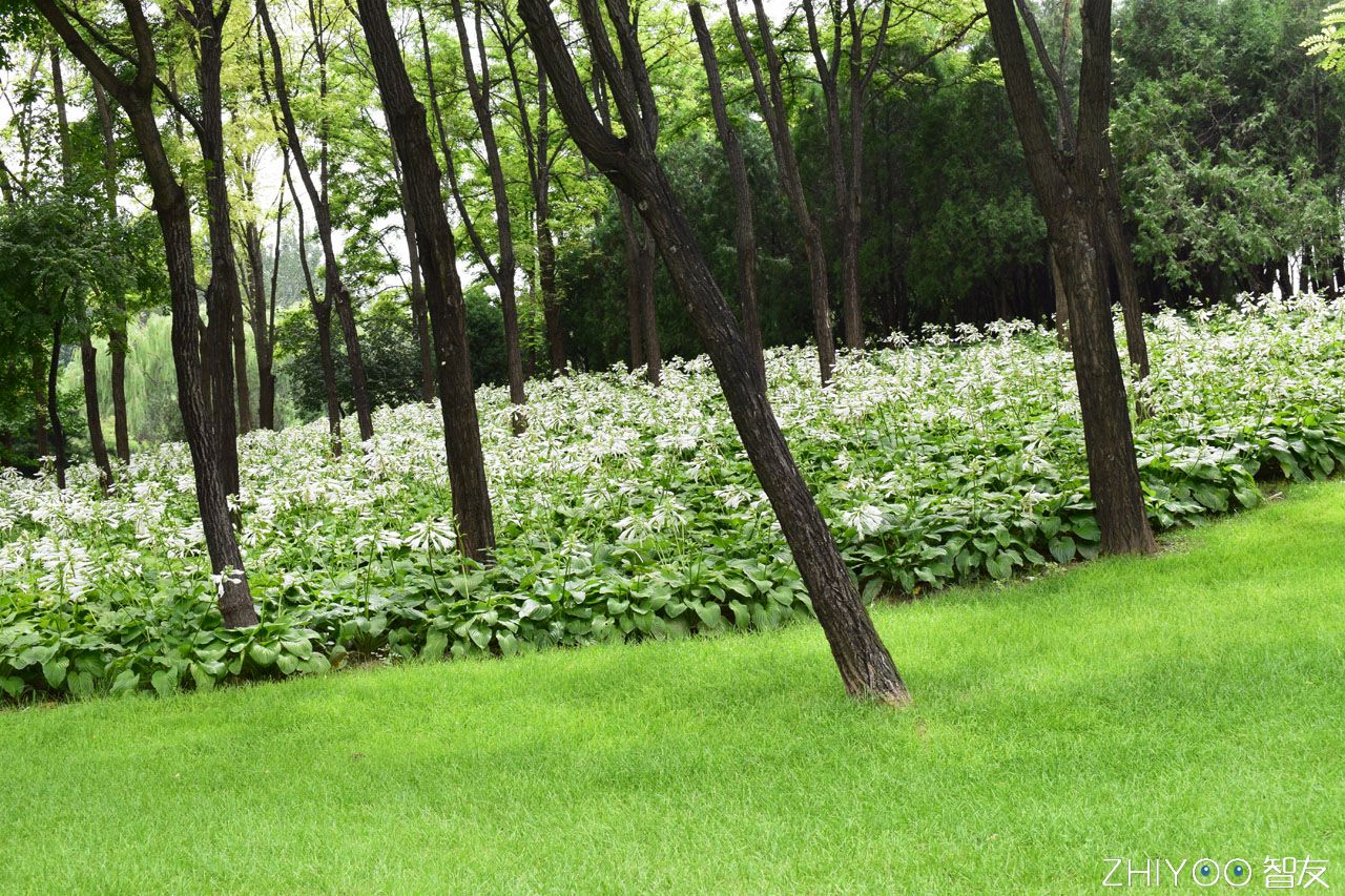 vivox7plus怎么开美颜,vivox7plus夜景拍照教程