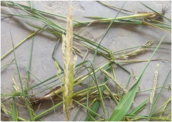 水稻白穗发生原因（完全版）