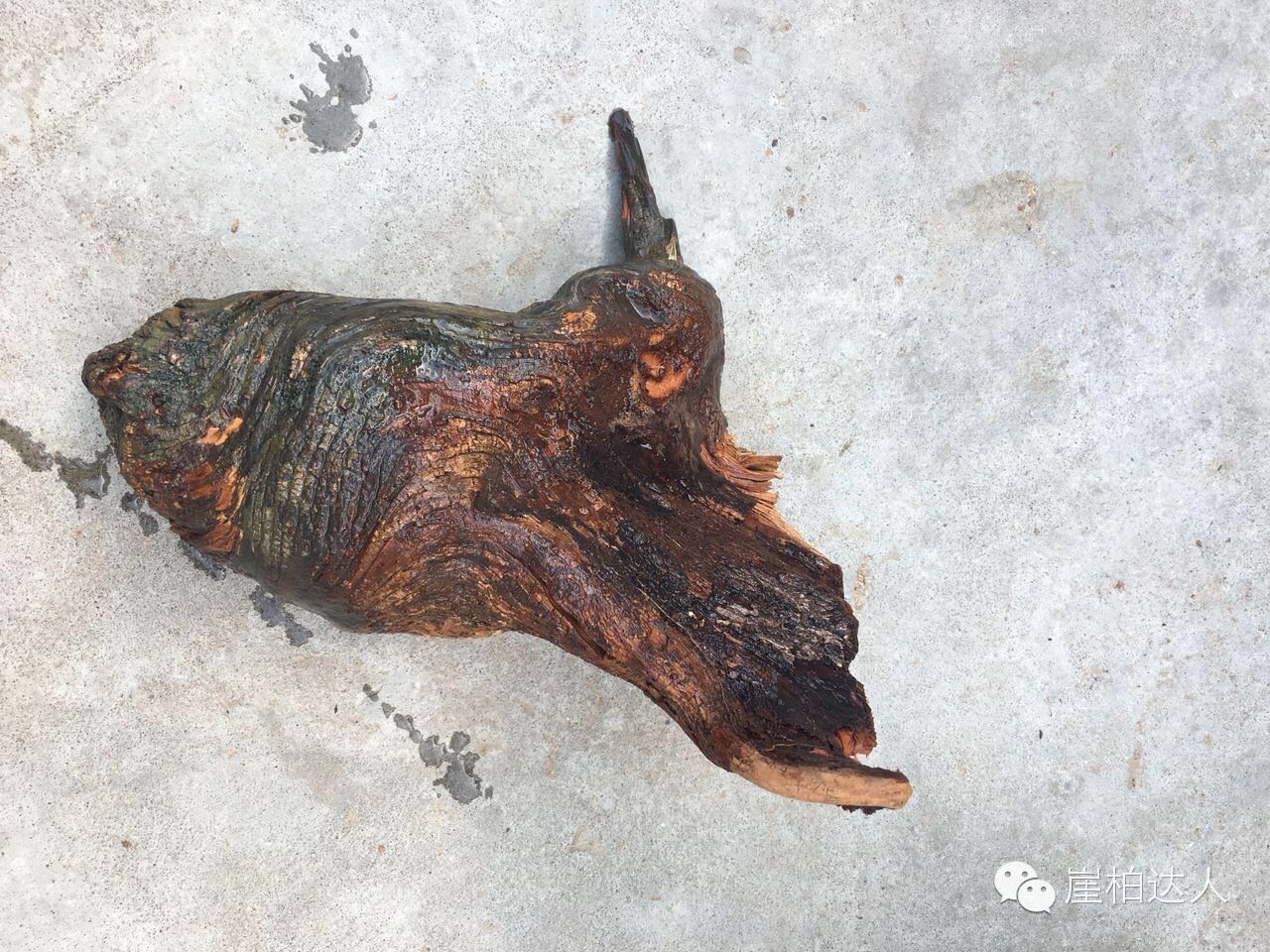 手把手教你打磨崖柏,崖柏玩皮怎么打磨