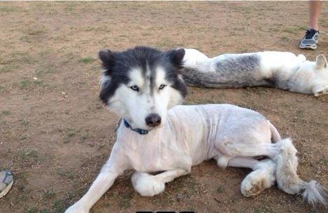 爱狗人与打狗队发生打架,爱狗与虐狗