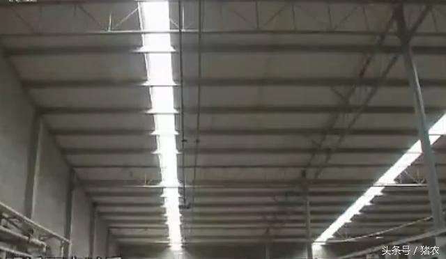 高手建豪华养殖场,怎么样最省钱建猪场