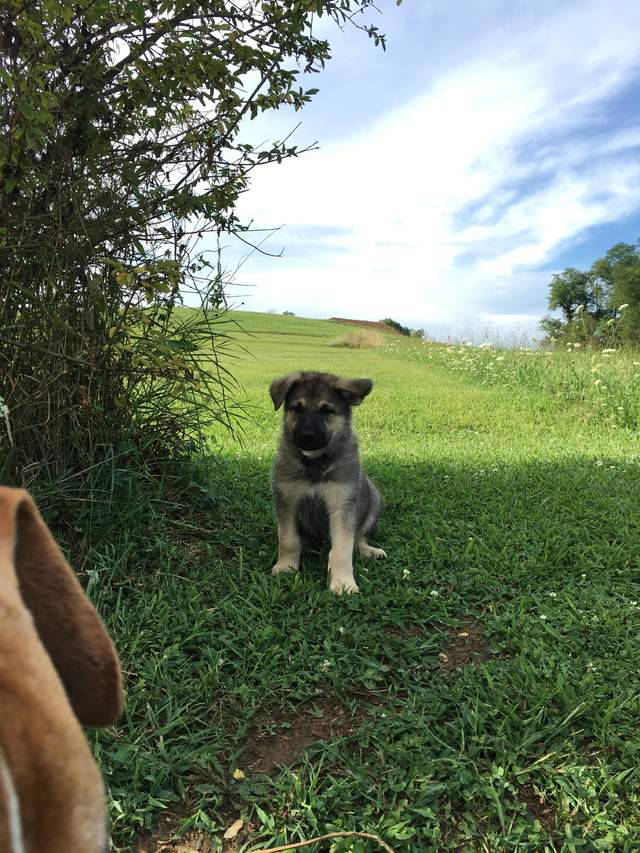 德国牧羊犬耳朵的标准,德国牧羊犬耳朵外翻怎么回事