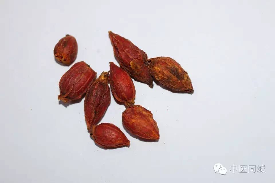 发现深圳的中草药|一生“栀”爱，一往而深