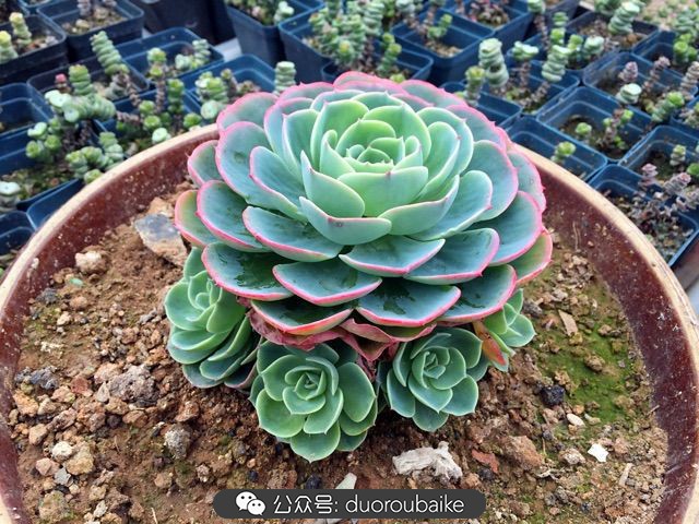 当多肉普货养出颜值，让所谓的韩货欧货都羞涩万分！