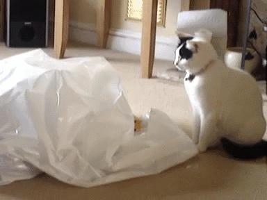 有些猫表面优雅端庄,有些猫表面上看起来光鲜亮丽