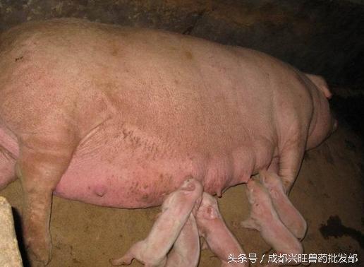 猪产科疾病,乳房炎防治方案