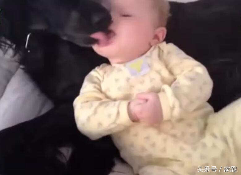 狗狗舔女宝宝嘴巴，宝宝还伸出舌头与狗狗亲吻，家长光拍照不阻止