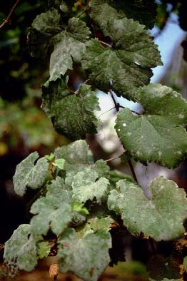 葡萄霜霉病发病规律,葡萄黑痘病的发病规律
