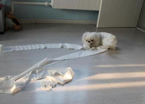 狗狗怎么才能吃麦麸,狗狗怎么开始吃狗粮