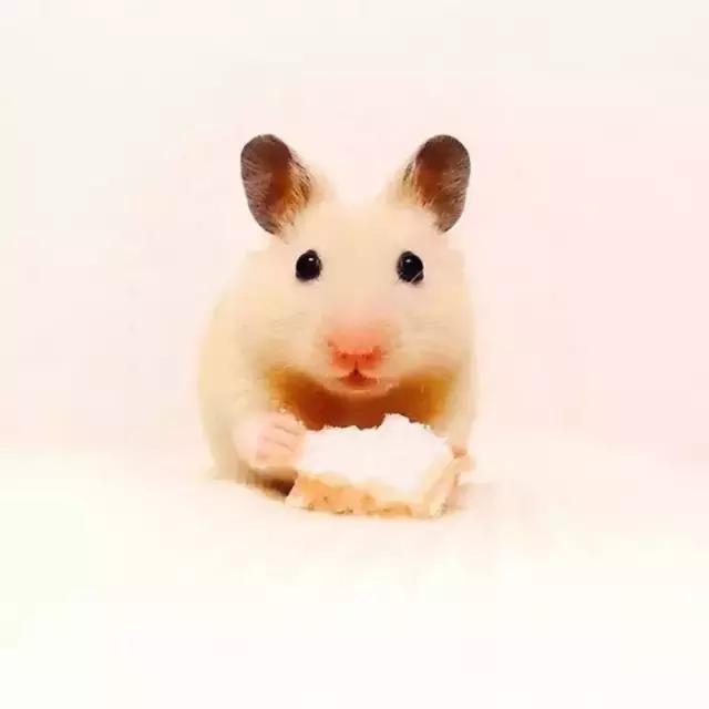 你不知道的仓鼠小秘密,适合学生党的小仓鼠