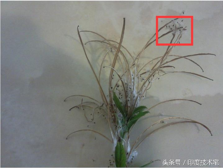 手机摄像机如何可以当显微镜使用,如何用旧手机的摄像头做显微镜