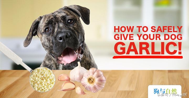 大蒜对猪用处,大蒜对动物是剧毒吗