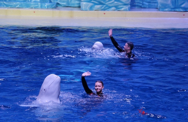 珠海长隆让人尖叫的海洋王国,珠海长隆海洋王国之绚丽多彩