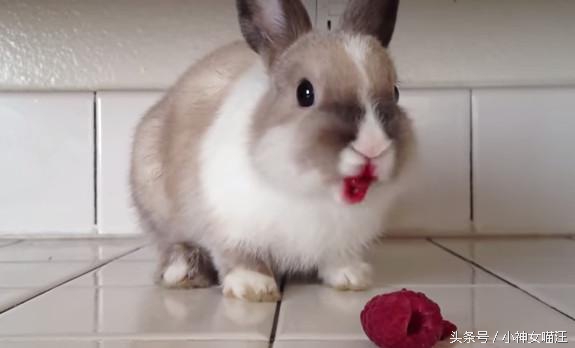 萌兔趁主人不在家偷擦口红?1秒变性感红唇,画面太辣眼了!