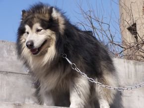 那些你不知道的狗狗小秘密,那些你不知道的秘密图片