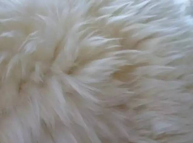 毛皮染色的几种方法,毛皮染色怎么去除