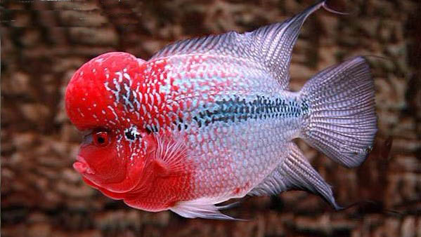 罗汉鱼怎样饲养才会变红色,罗汉鱼褪色怎么办小妙招