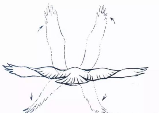 国画之鹰作品大全大图,国画大写意鹰图片大全