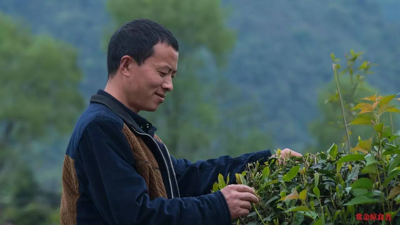 李明青藏特产,李明普洱茶