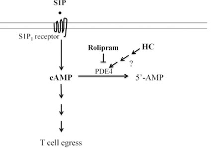皮质醇释放副作用,皮质醇能治好吗