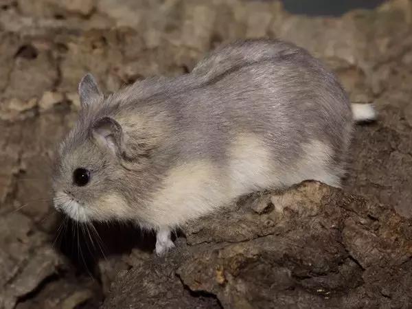 你不知道的仓鼠小秘密,适合学生党的小仓鼠